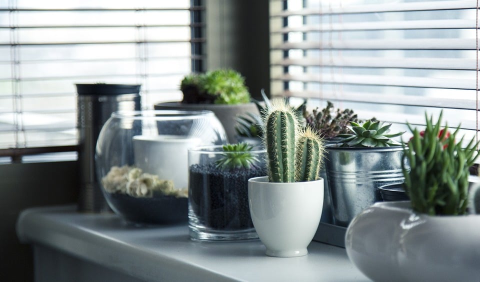 plantas de interior que precisam de pouca luz