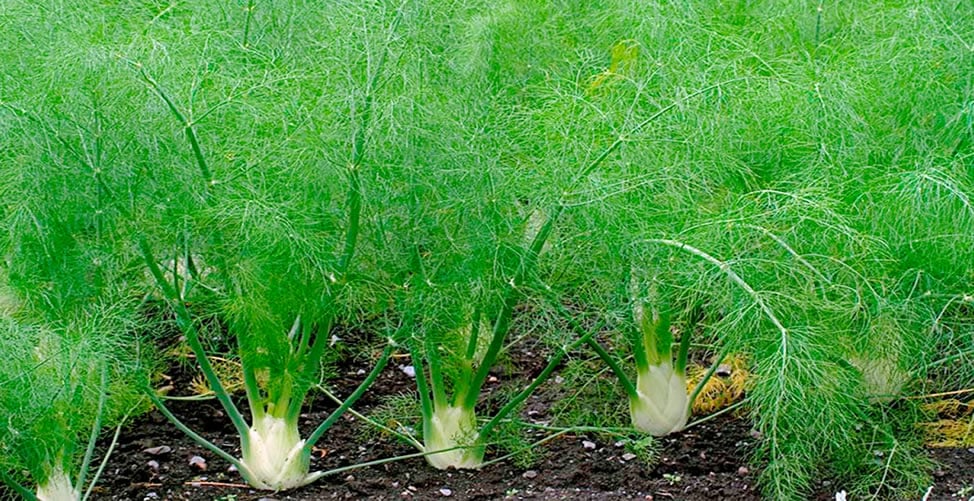 como atrair borboletas no jardim