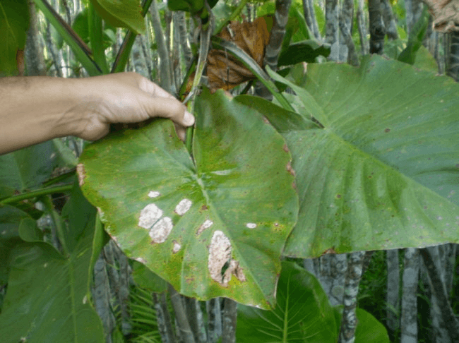 como fazer a adubação nas plantas clorose