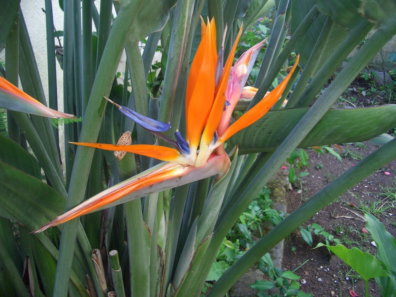 como atrair borboletas no seu jardim