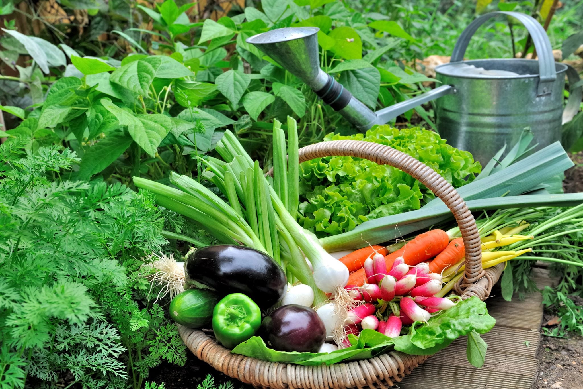 plantas para horta pequena