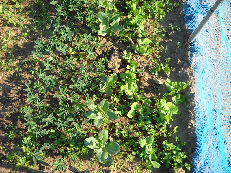 controlo de infestantes em agricultura biológica