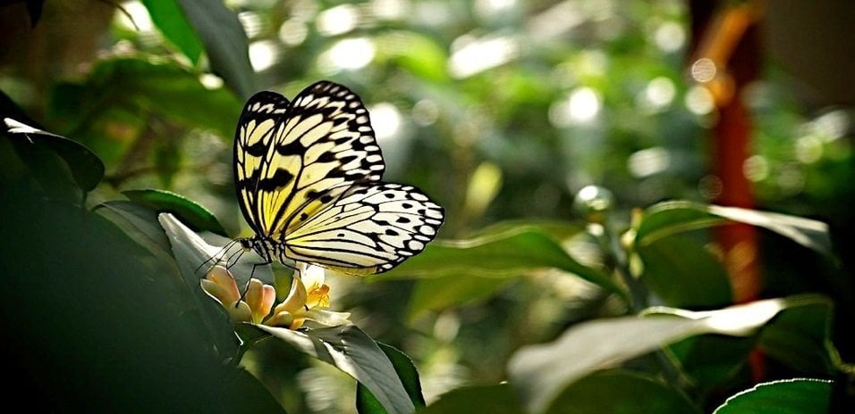como atrair borboletas no jardim
