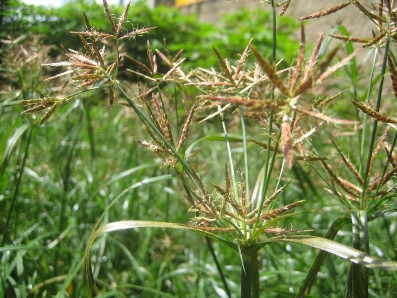 pragas agricolas e controlo de infestantes