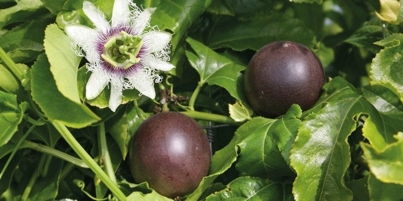 como atrair borboletas no jardim