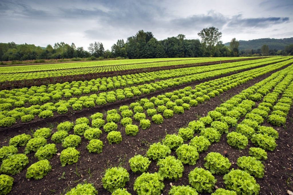 horticultura terapeutica