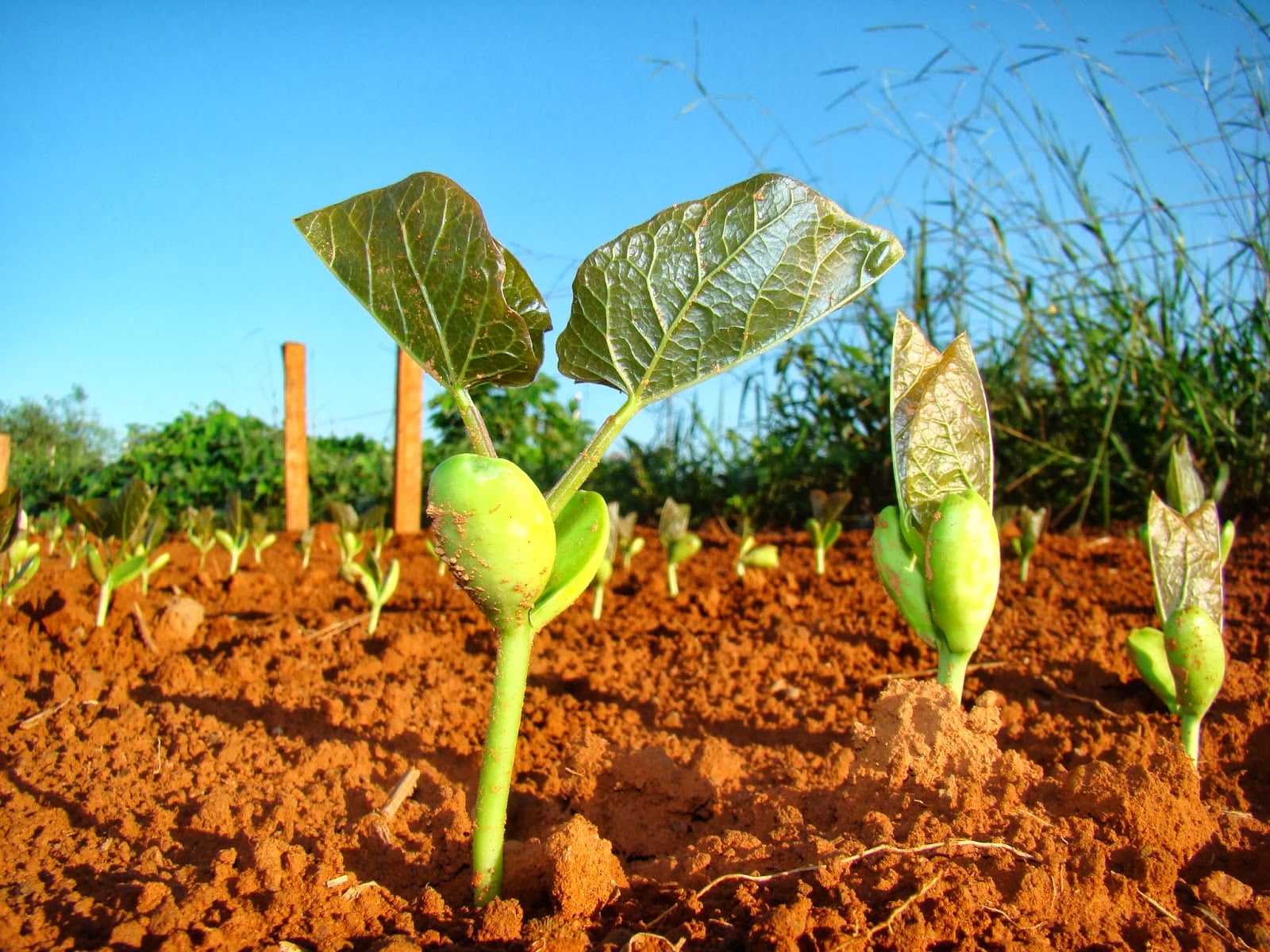 agricultura de conservação pdf