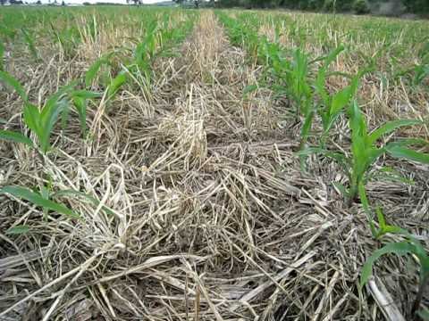 agricultura de conservação e sustentabilidade ecológica