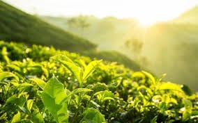 agricultura sustentavel