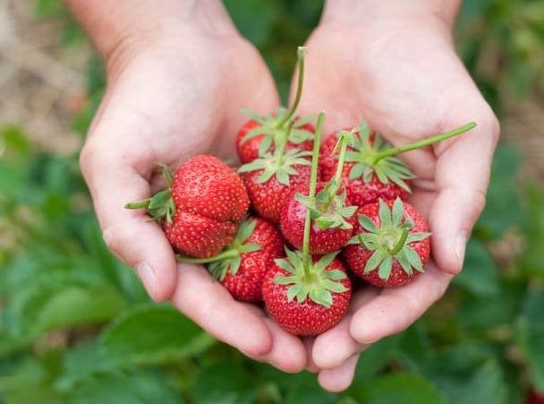 agricultura sustentavel portugal