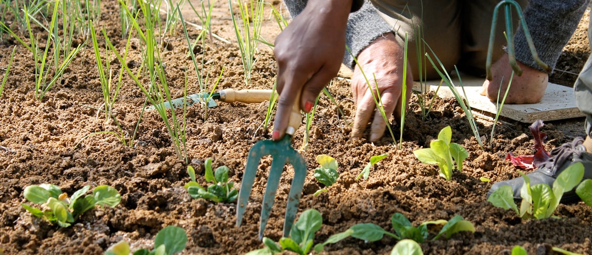 agricultura social