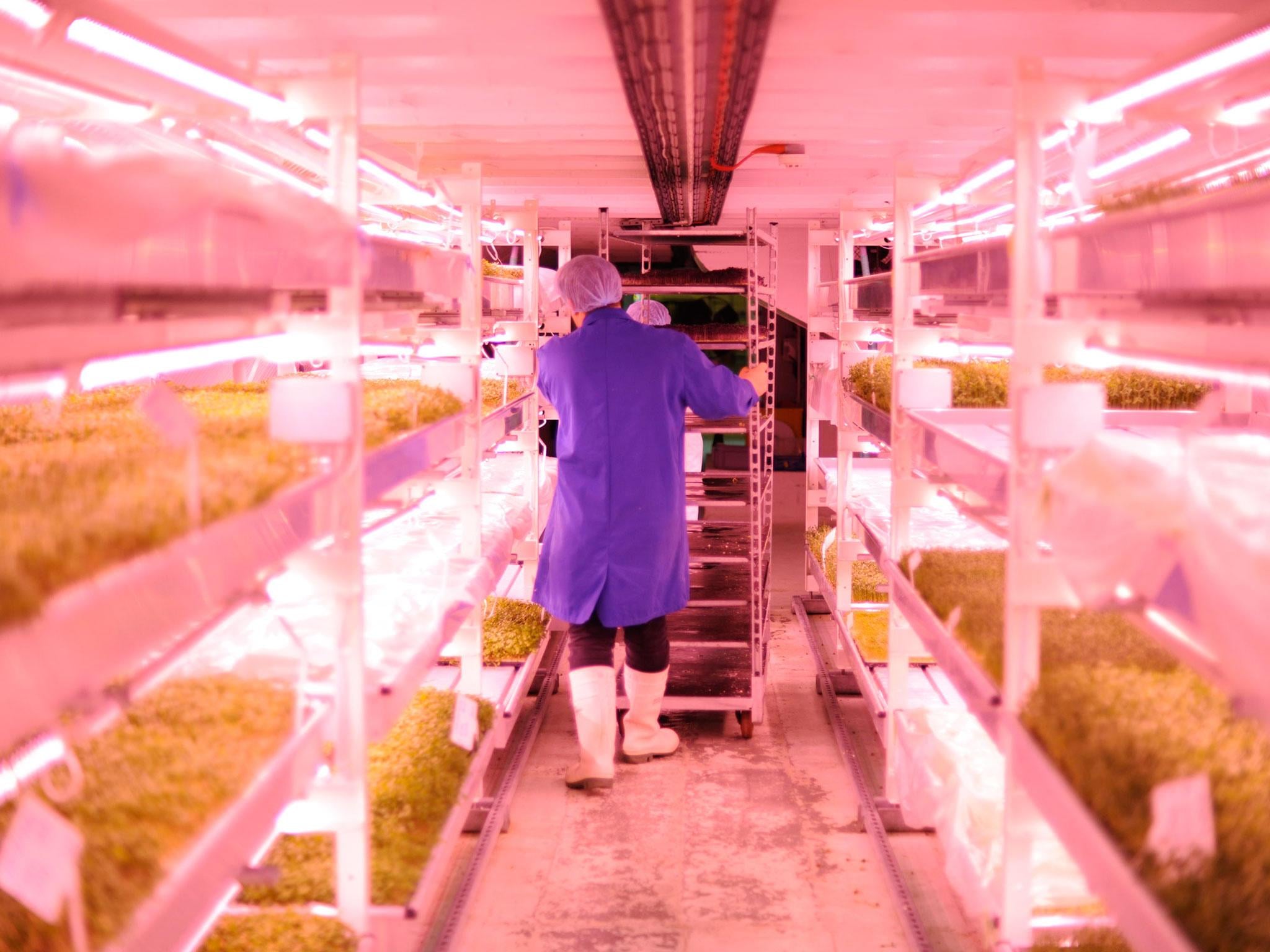 agricultura em ambiente controlado