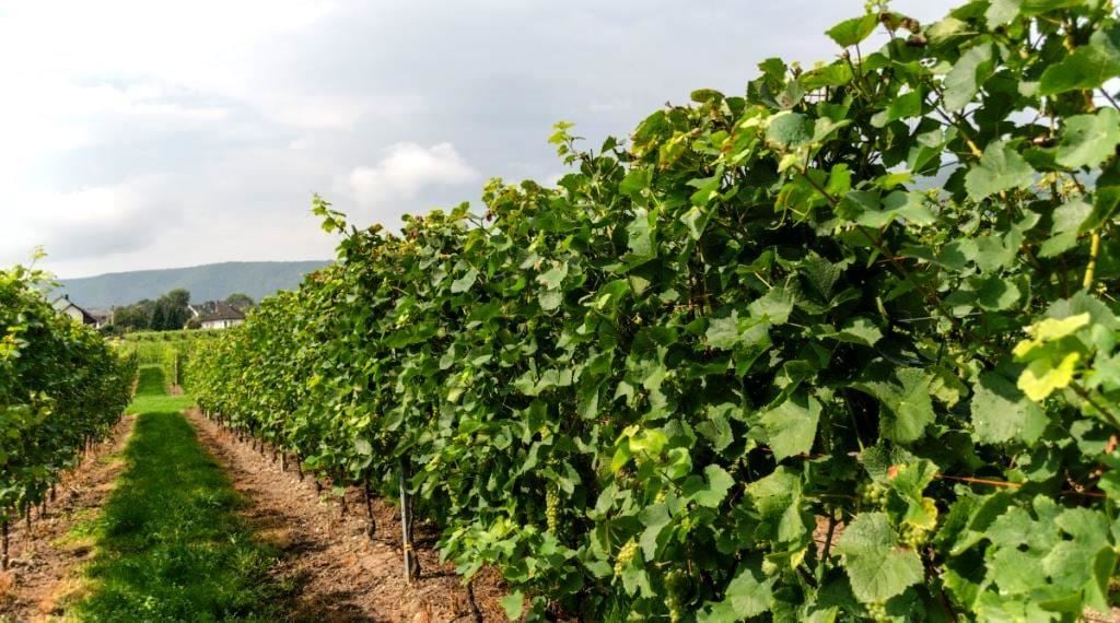 agricultura biológica