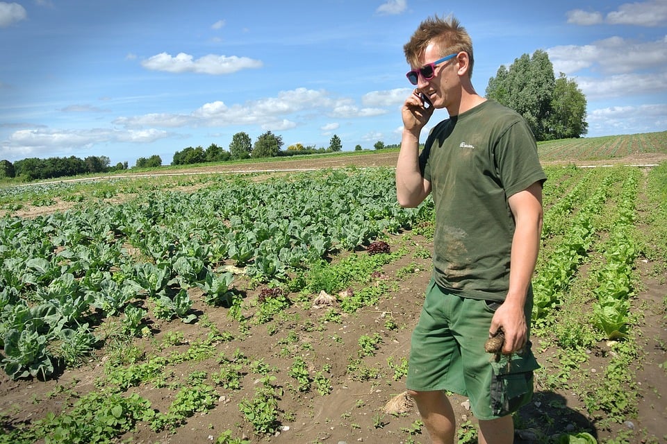 apoios jovem agricultor