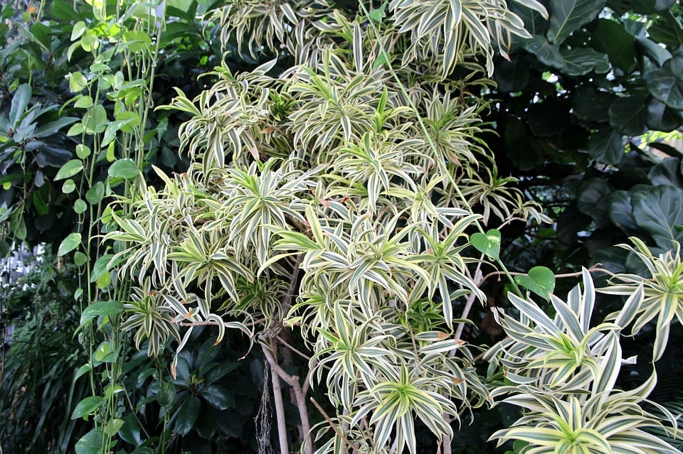 clorófitos