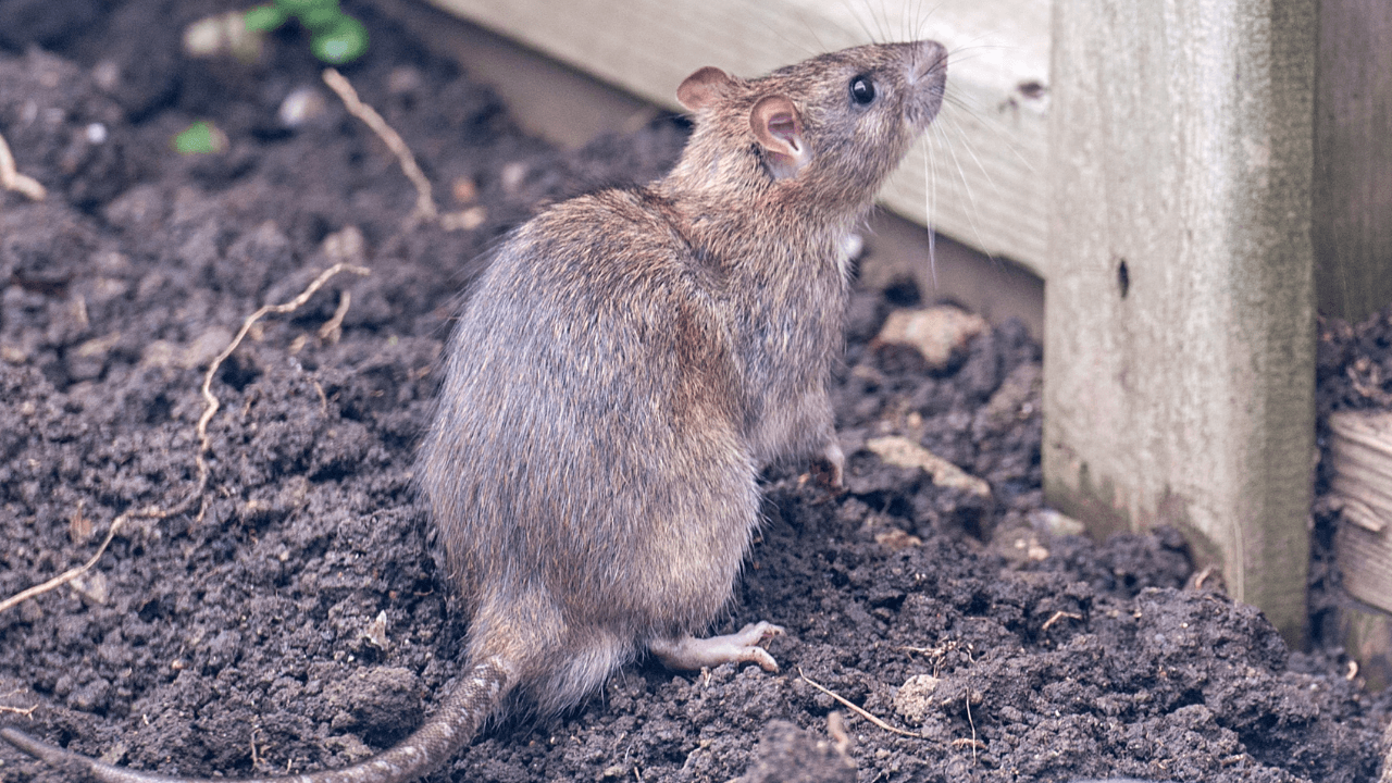 como afastar ratos da horta