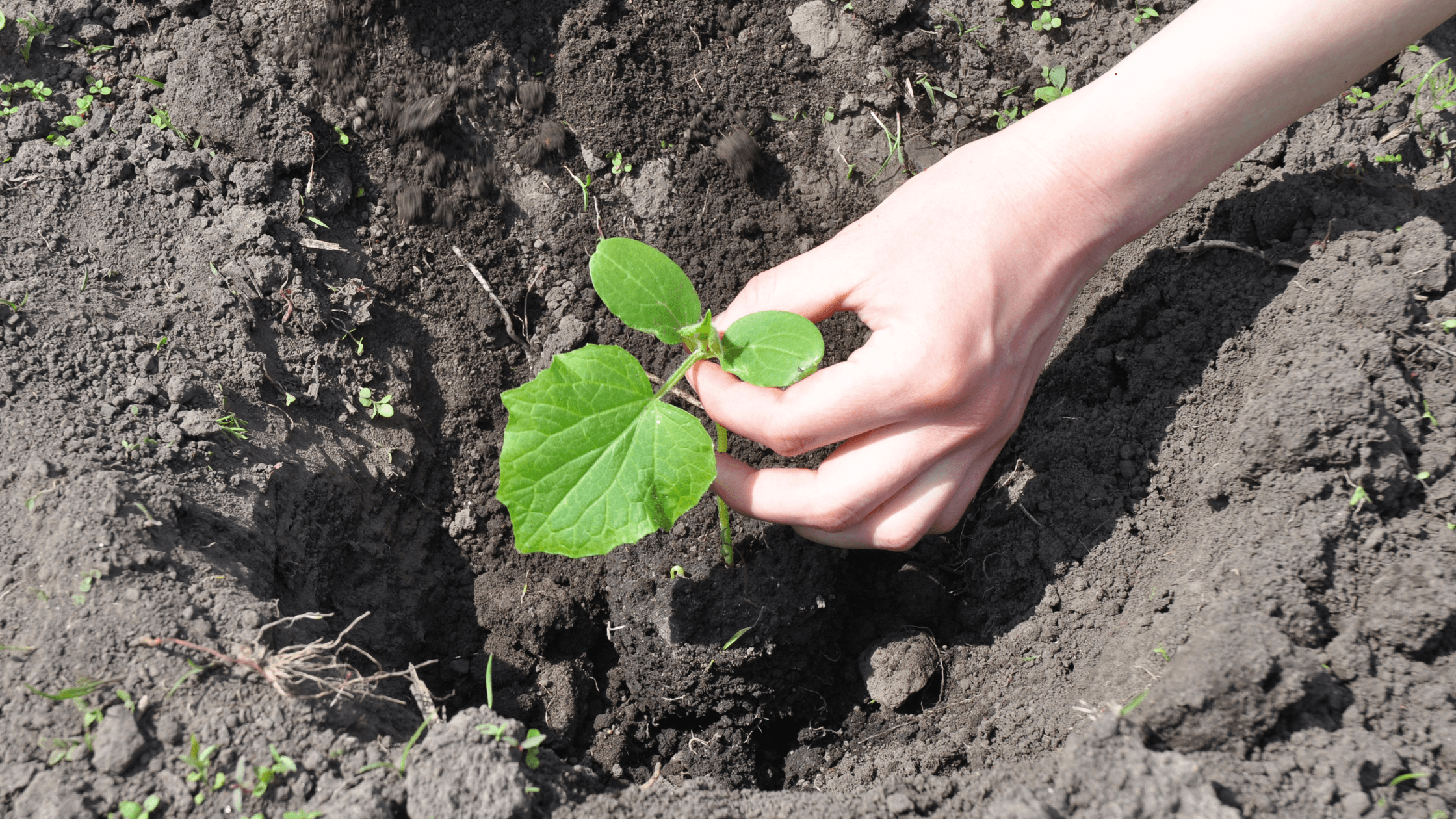 dicas para plantar em casa